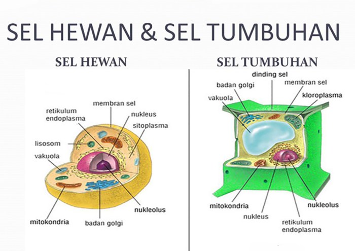 sel hewan tumbuhan perbedaan fungsi beserta lisosom jaringan fungsinya tabel kompasiana markijar penjelasannya sketsa organel struktur awet daripada bentuk gambarkan