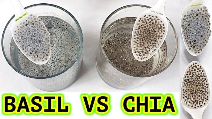 seed chia selasih biji manfaat kesehatan kita jika dilihat ukuran tampilannya