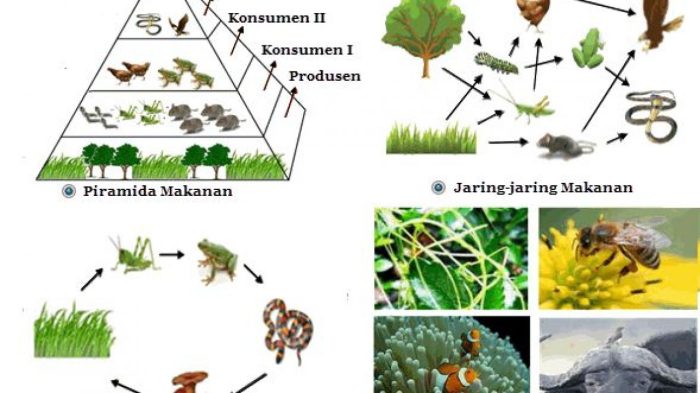 interaksi ekosistem antara antar populasi bentuk manusia komponen materiipa alam lingkungan pola biotik dari