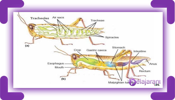 jelaskan sistem pernapasan pada serangga